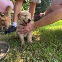 Green Collar - Golden male Golden Retriever puppy in Tulsa, Oklahoma from Triple J Goldens, LLC
