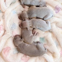 Silver girl 3 - Silver gray female Weimaraner puppy in Rancho Cucamonga, California from Freehart's Weimaraners