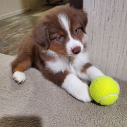 Miniature Australian Shepherd Puppies from 7UL Mini Aussies