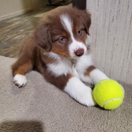 Miniature Australian Shepherd Puppies from 7UL Mini Aussies
