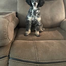 Bull Terrier and Poodle All Grown Up from The Dynasty