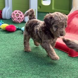 Puppy pick 5 - Merle male Goldendoodle puppy in Natural Bridge, Virginia from Padgetts Hill Puppies