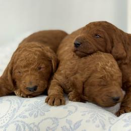 Girl 2 - Red  female Poodle puppy in Bettendorf, Iowa from Red Door Poodles