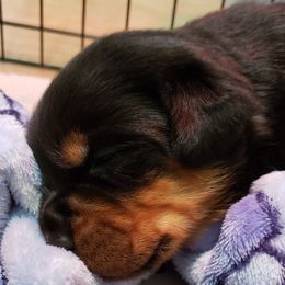 Miniature Australian Shepherd and Rottweiler Puppies from Woodhaven Rottweilers