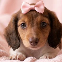 Lady Bug - Piebald female Dachshund puppy in Austin, Texas from Glorious Minis