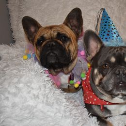 French Bulldog Puppies from NC French Kiss-A-Bulls