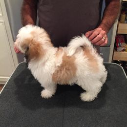 Havanese Puppies from Harmony Havanese
