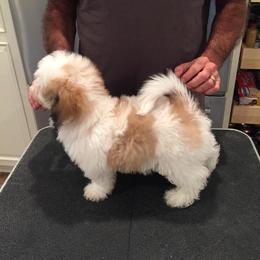 Havanese Puppies from Harmony Havanese