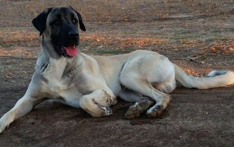 Turkish boz shepherd on sale puppies for sale