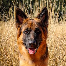 Caliber - German Shepherd
