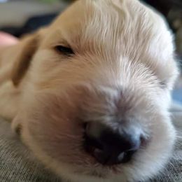 Labradoodle Puppies from Silver Acorn Doodles