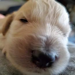 Labradoodle Puppies from Silver Acorn Doodles
