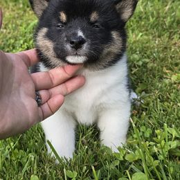 Shiba Inu Puppies from Muddy Rock Farm