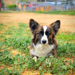 Scooter - American Corgi