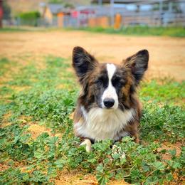 Scooter - American Corgi