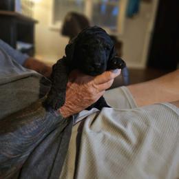 Black Boy - Black male Goldendoodle puppy in Brownsboro, Alabama from Enchanted Goldendoodles and Poodles of NE Alabama