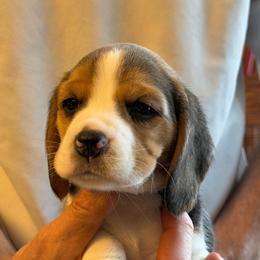 Teal - Black tan and white female Beagle puppy in Rockwell, North Carolina from Knockhill Beagles