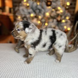 Miniature Australian Shepherd Puppies from Quartz Creek Aussies