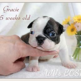 Gracie - Black and white female Boston Terrier puppy in North Central, Vermont from Windy Valley’s Bostons