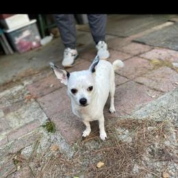 Gypsy - Chihuahua