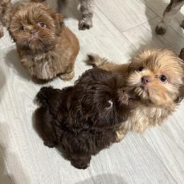 Shih Tzu Puppies from Mosley Kennel Shih Tzu