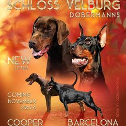 Doberman Pinscher puppies from Schloss Velburg Dobermanns