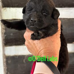 Ron - Black male Labrador Retriever puppy in Sullivan, Missouri from O’Dell Labs