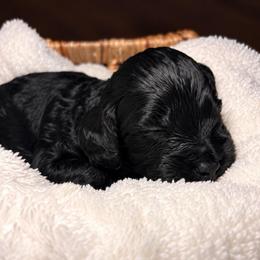Waylon - Black and white male Cockapoo puppy in Ellaville Ga, Georgia from Lakeside Cockapoos