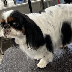 Candy - English Toy Spaniel