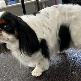 Candy - English Toy Spaniel