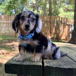 Moose - Dachshund