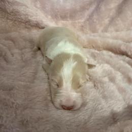 Nova - White and gold female Border Collie puppy in Mckinney, Texas from Border Collies of Ruidoso