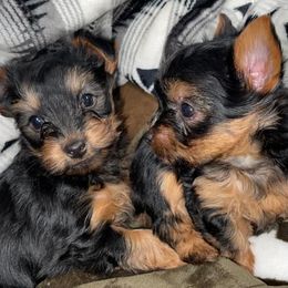 Yorkshire Terriers from Hartzell Yorkies