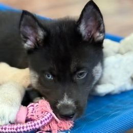 Sparky - Black male Siberian Husky puppy in Fairborn, Ohio from Haven of Free Spirits