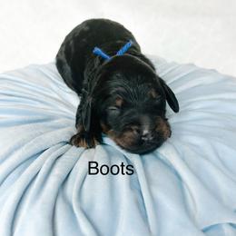 Boots - Phantom male Goldendoodle puppy in Pasco, Washington from Camp Doodle Woods