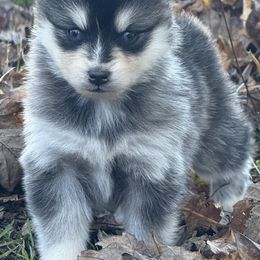 Girl 4 - Black and white female Pomsky puppy in Tennessee from Hudson’s Huskies & Pomskies