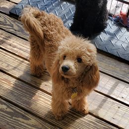 TEDDY - Poodle