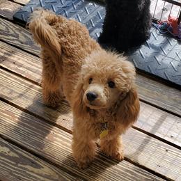 TEDDY - Poodle