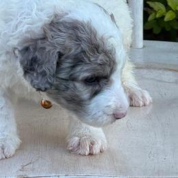 Hara - Blue merle and white female Sheepadoodle puppy in Chesapeake, Virginia from Doodle-Cove