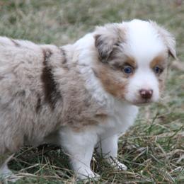 Sq26 - Red merle male Miniature Australian Shepherd puppy in Fairview, South Dakota from Dakota Toy Aussies