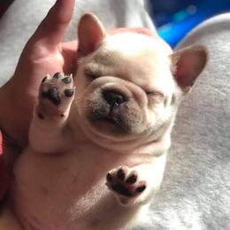 Boxers and French Bulldogs from Blissful Euro Boxers & French Bull Dogs