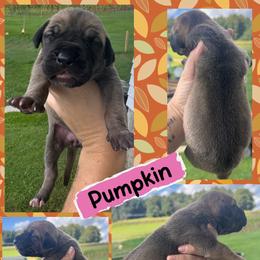 PUMPKIN - Fawn female Great Dane puppy in Wellsville, New York from Prophecy Danes