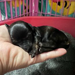 Pugsley - Red female Dachshund puppy in Pinellas Park, Florida from Chait Miniature Dachshunds