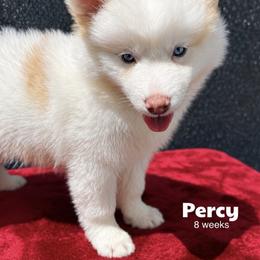 Percy - Red and white male Pomsky puppy in Winston, Oregon from Arctic Tails Spitz