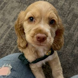 Lambeau - Brown and white male Cocker Spaniel puppy in Conroe, Texas from Cavi Cutie Collective