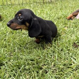 Dachshund puppies from Down South Dachshunds