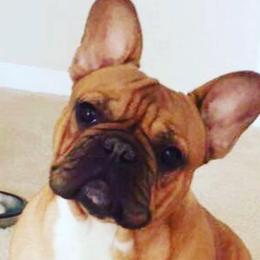 Basia - French Bulldog