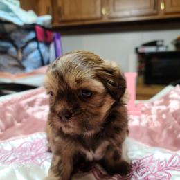 Puppy 1 - Liver female Shih Tzu puppy in Belleville, Michigan from Patricia's Heavenly Earth Angels