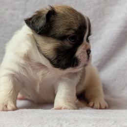 Prince - Fawn and white male French Bulldog puppy in Battle Ground, Washington from Ferguson's Bulldogs