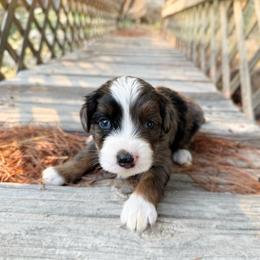 Scout - Merle male Bernedoodle puppy in Wamego, Kansas from Doodles of Oz
